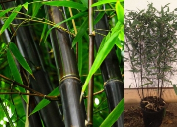 Phyllostachys nigra / Fekete bambusz