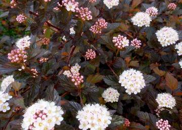 Physocarpus opulifolius Red Baron / Bangitalevelű hólyagvessző