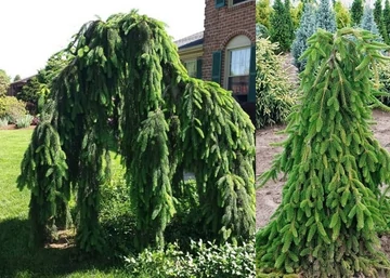 Picea abies Inversa Pebdula / Csüngő lucfenyő