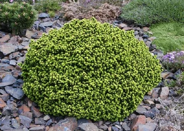 Picea abies Little Gem / Fészekfenyő törpefenyő