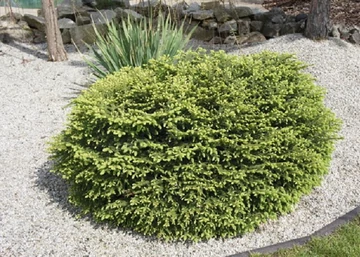 Picea abies Nidiformis / Törpe fészek luc