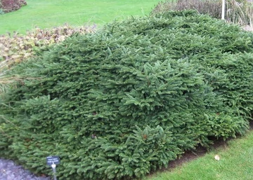 Picea abies Pumila Nigra / Törpe Luc