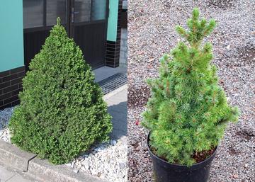 Picea glauca Conica / Cukorsüvegfenyő