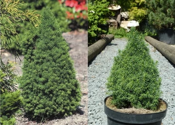 Picea glauca Piccolo / Törpe cukorsüvegfenyő