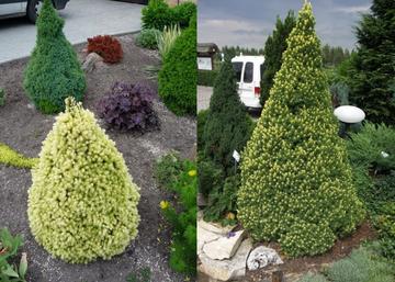 Picea glauca Rainbow's End / Sárga cukorsüveg fenyő