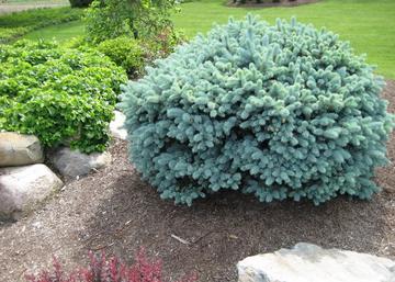 Picea pungens Glauca globosa / Gömb ezüstfenyő