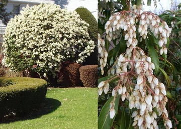 Pieris japonica / Japán Babérhanga
