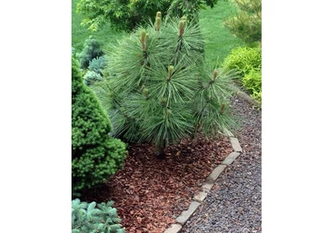 Pinus Jeffrey Joppi / Törpe sárgafenyő