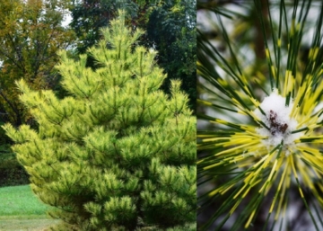 Pinus densiflora 'Burke's Red Variegated / Japán fenyő
