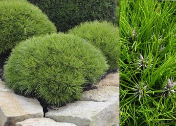 Pinus nigra Marie Bregeon / Törpe fekete fenyő