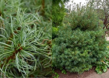 Pinus strobus Tiny Curls / Törpe simafenyő