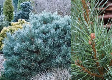 Pinus sylvestris Chantry Blue / Kék erdeifenyő