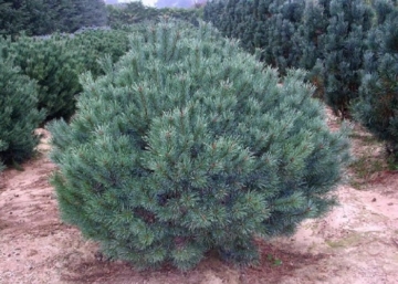 Pinus sylvestris Watereri nana / Kék törpe erdeifenyő
