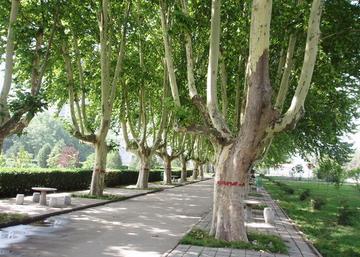 Platanus acerifolia / Juharlevelű platán
