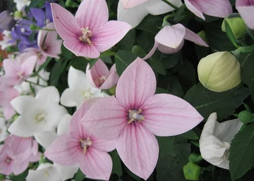 Platycodon grandiflorus Florist Pink / Őszi hírharang rózsaszín, Léggömbvirág