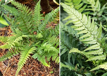 Polystichum tsus-simense / Koreai sziklai páfrány