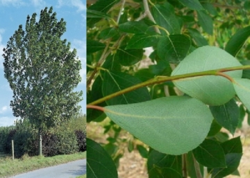 Populus simonii Fastigiata / Oszlopos kínai nyár