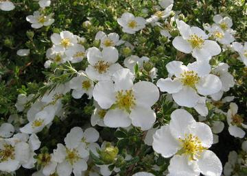 Potentilla fruticosa mount everest / Cserjés pimpó fehér