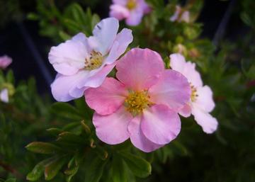 Potentilla fruticosa pink queen / Cserjés pimpó rózsaszín
