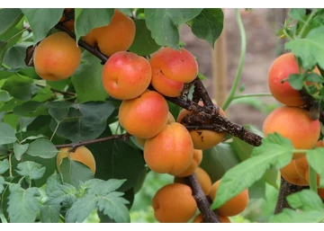 Prunus Armeniaca kioto / Kioto kajszi