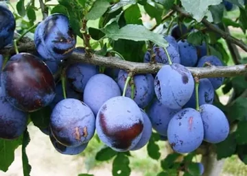 Prunus domestica Elena / Elena szilva