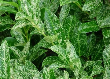 Prunus laurocerasus Marble Queen / Tarka levelű Babérmeggy