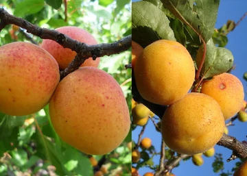 Prunus Armeniaca Augustin / Augustin Kajszibarack