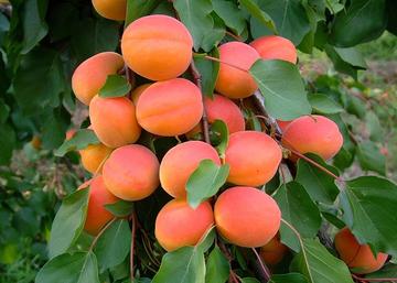 Prunus Armeniaca Bhart (orangered) / Bhart (orangered) Kajszibarack