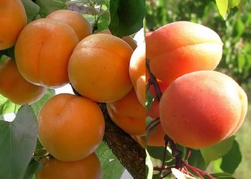 Prunus Armeniaca Candela / Candela Kajszibarack