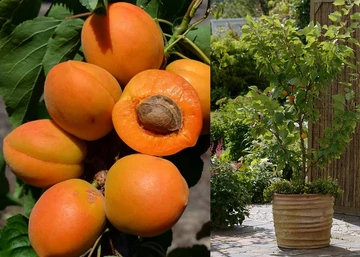 Prunus Armeniaca Compacta / Compacta féltörpe Kajszibarack