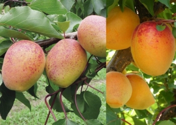 Prunus Armeniaca Mandulakajszi / Mandulakajszi