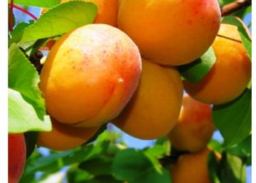 Prunus Armeniaca Veecot / Veecot Kajszibarack