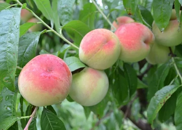 Prunus Persica Ford / Ford Őszibarack