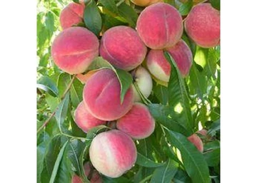 Prunus Persica Genadix 4 / Genadix 4 Őszibarack