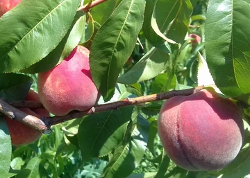 Prunus Persica Meystar / Meystar Őszibarack