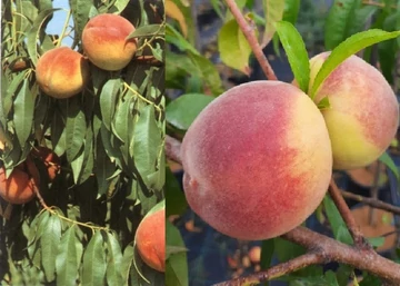 Prunus Persica Padana / Padana Őszibarack