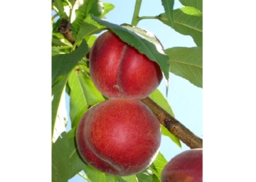 Prunus Persica Springcrest / Springcrest  Őszibarack