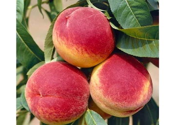 Prunus Persica Suncrest / Suncrest Őszibarack