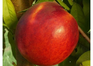 Prunus Persica Weinberger / Weinberger nektarin