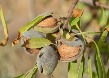 Prunus amygdalus Tétényi rekord / Tétényi rekord mandula
