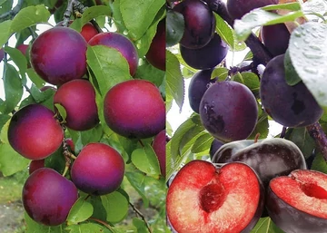 Prunus armeniaca Aprisali / Salicina Aprisali Kajszi-szilva