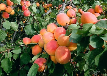 Prunus armeniaca Ceglédi arany / Ceglédi arany Kajszibarack