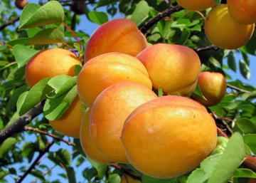 Prunus armeniaca Pannonia / Pannonia Kajszibarack