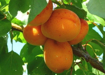 Prunus armeniaca Rózsakajszi C1406 / Rózsakajszi C1406 kajszibarack