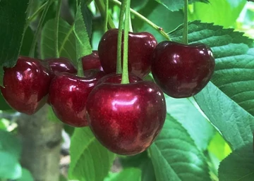 Prunus avium Alex / Alex cseresznye