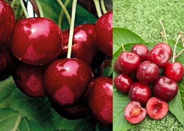 Prunus avium Germersdorfi 3 / Germersdorfi 3 cseresznye