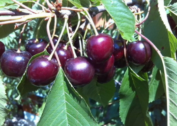 Prunus avium Stella / Stella cseresznye