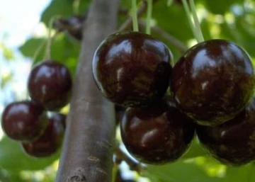 Prunus avium Szomolyai fekete / Szomolyai fekete cseresznye