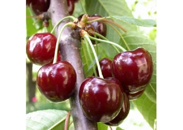 Prunus avium Valerij Cskalov / Valerij Cskalov cseresznye