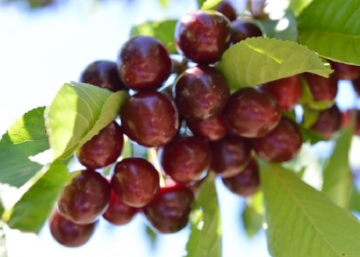 Prunus avium kavics / Kavics cseresznye